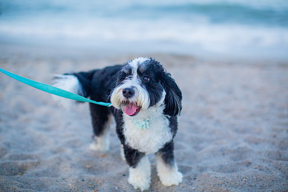 Family Beach Portrait Photography on Pleasure Island, NC:  Carolina Beach, Kure Beach, Fort Fisher
